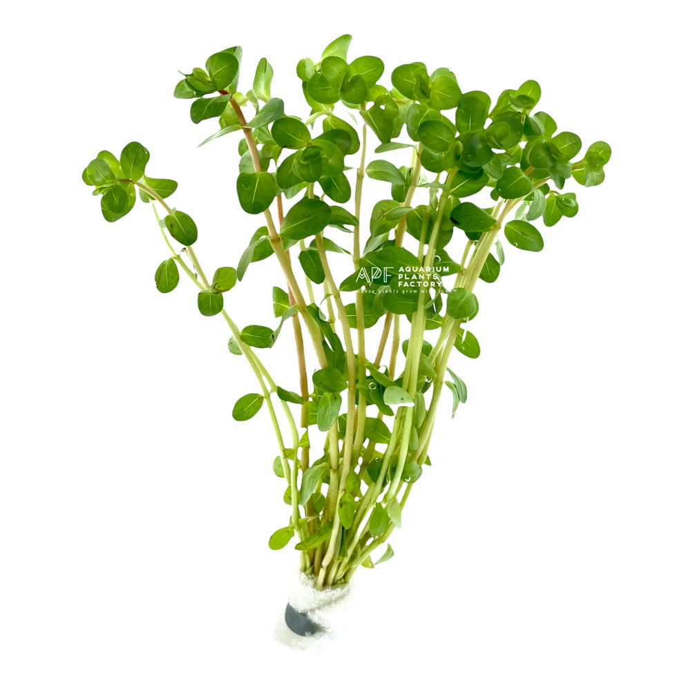Rotala Ceylon | Aquarium Plants Factory®