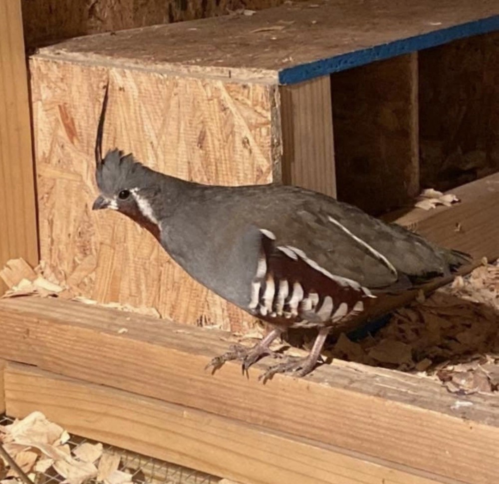 *Pre-Sale (12) Mountain Quail Hatch Eggs