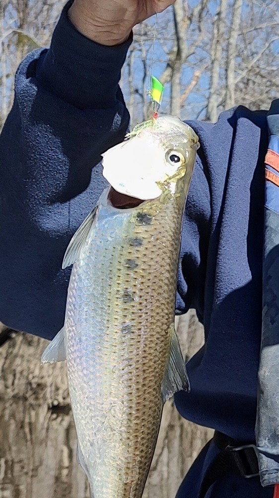 SHAD DARTS, 25 TIN, 1/16 OZ.