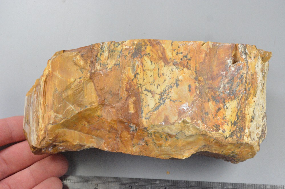 Petrified Wood Round, Saddle Mountain, Washington