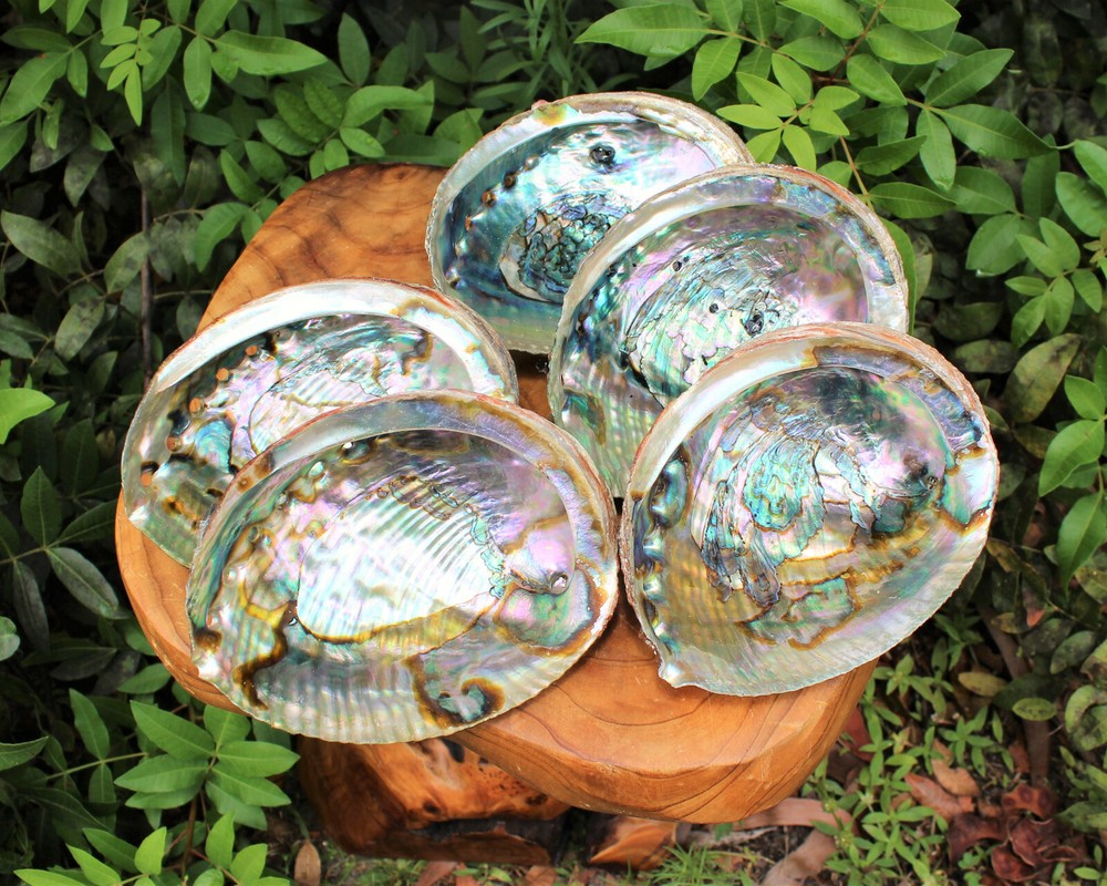 Blue Smudge Kit: Abalone Shell, Stand, Deluxe Feather, Sage, Smudging Directions