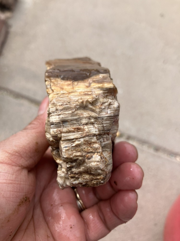 Petrified Wood , Fluorescent Under UV Light