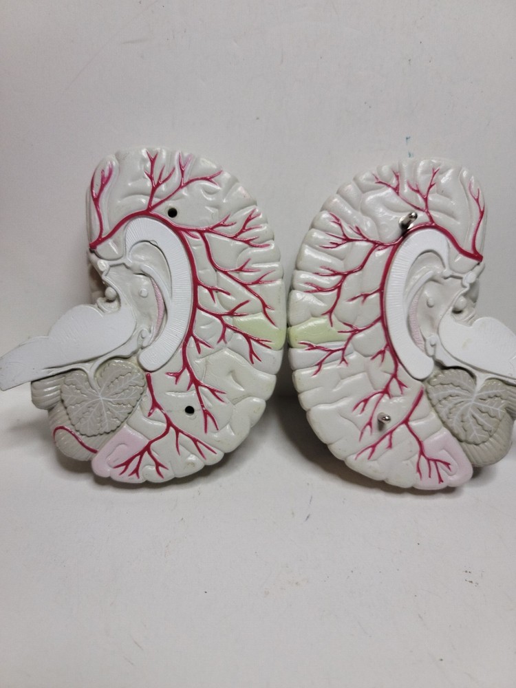 Human Brain Display Two parts Hard Plastic
