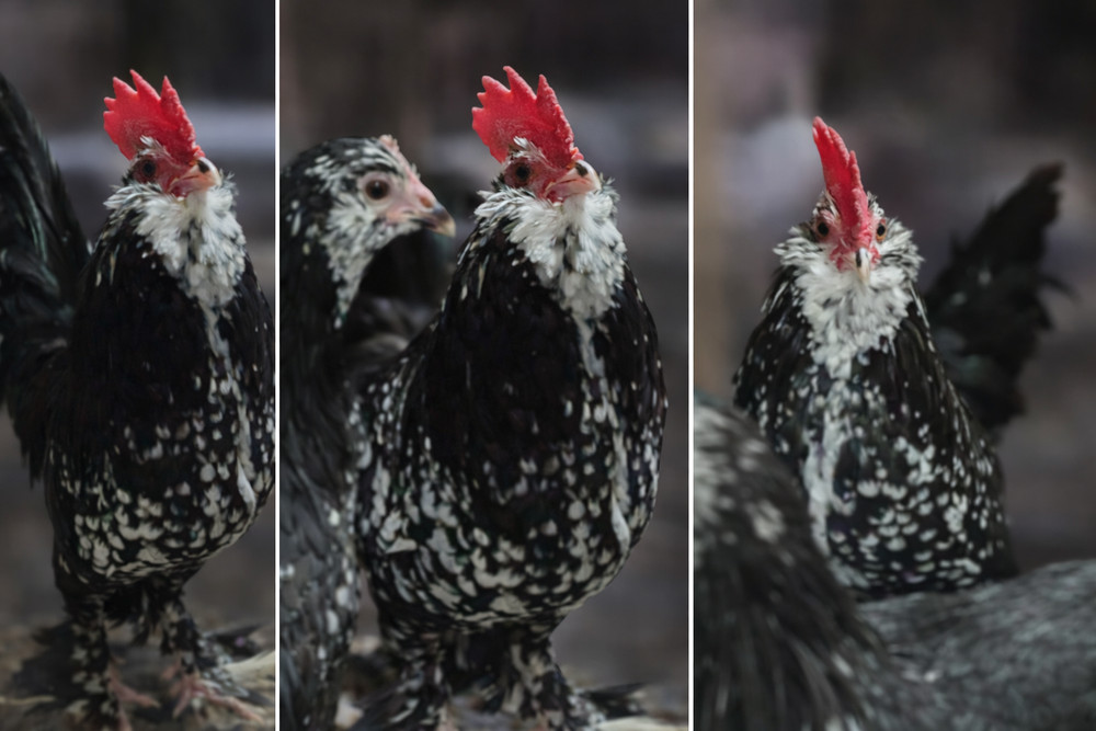 8 Black Mottled D’uccle Hatching Eggs