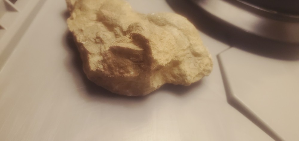 Fossil Geological
