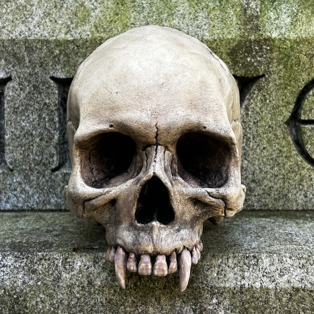 Life Size Realistic Vampire Skull