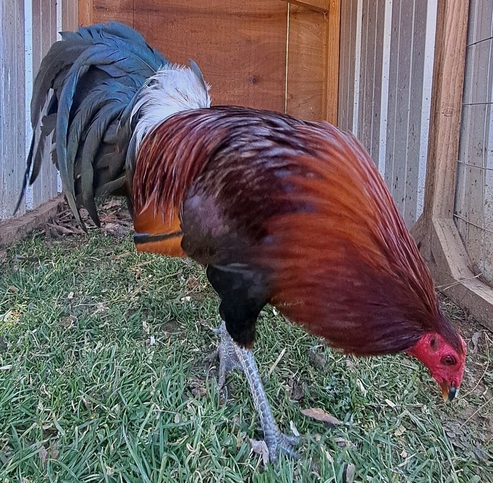 12 Chicken Hatching Eggs.