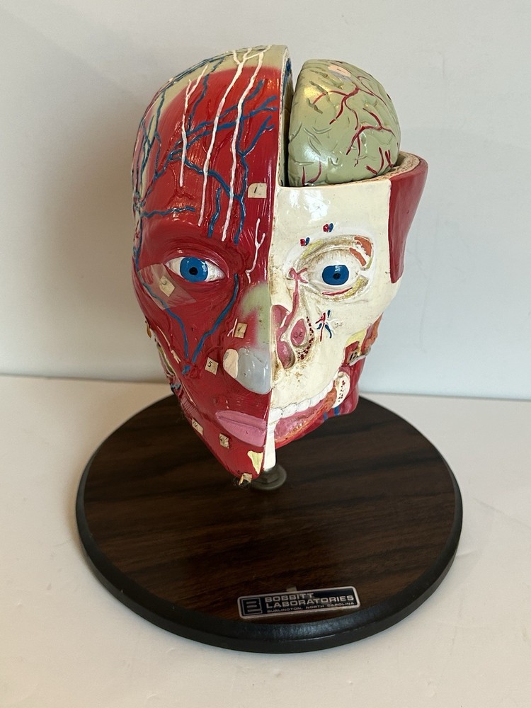 Bobbitt Laboratories Anatomical Half Head Model Removable Brain Vintage