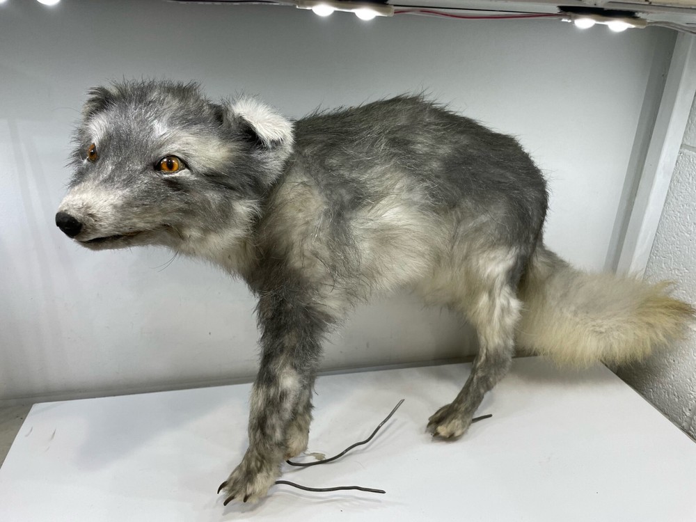 “The Northman”Authentic Movie Prop- Animal Guide Prop design