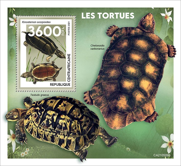 Turtles