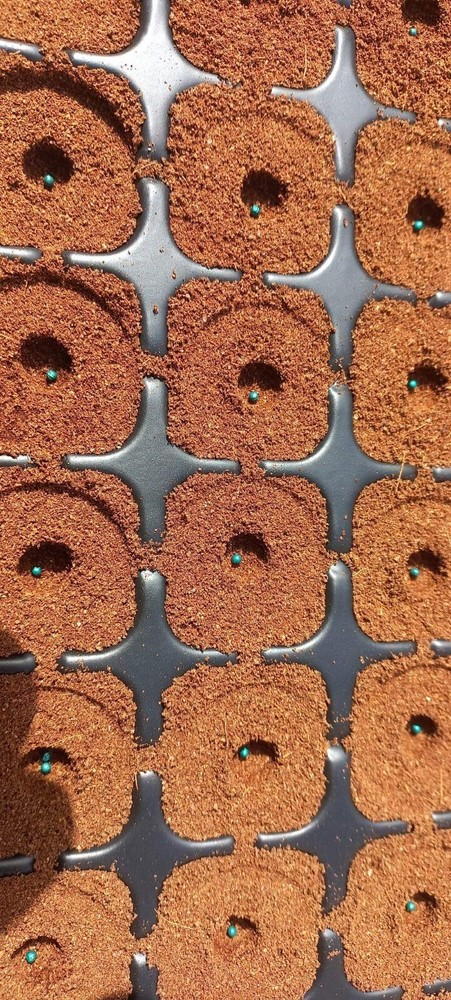 COCO COIR | COCO PEAT | NATURAL ORGANIC COMPOST | HYDROPONIC GROWING MEDIA(1kg)