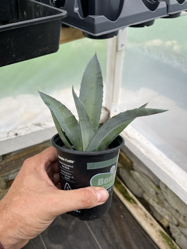 Unknown Agave!! 4” Pot, Great Price!!