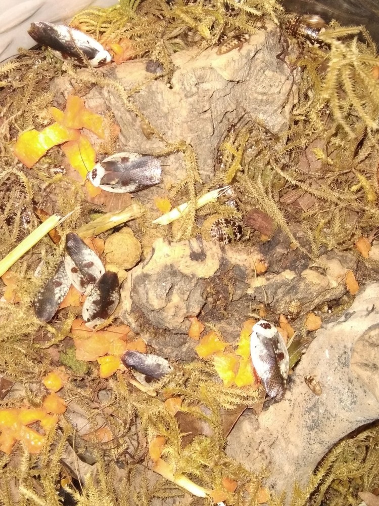 30+ Chrome Roach Nymphs (Gyna caffrorum)