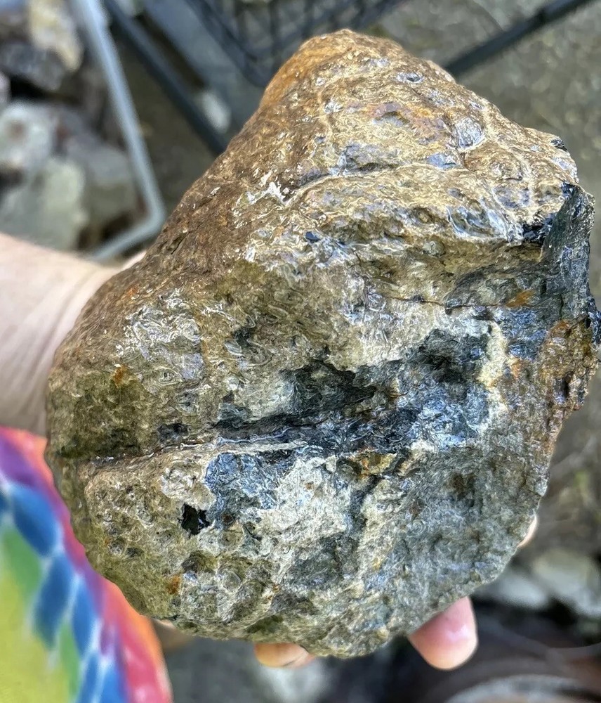 Tempskya petrified Palmwood