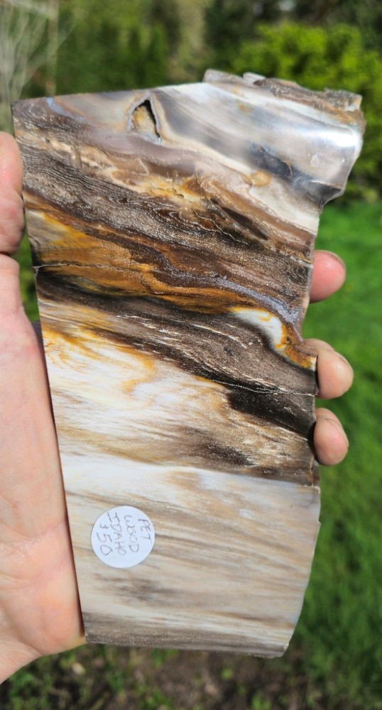 Petrified Wood Slab - Snake River Idaho
