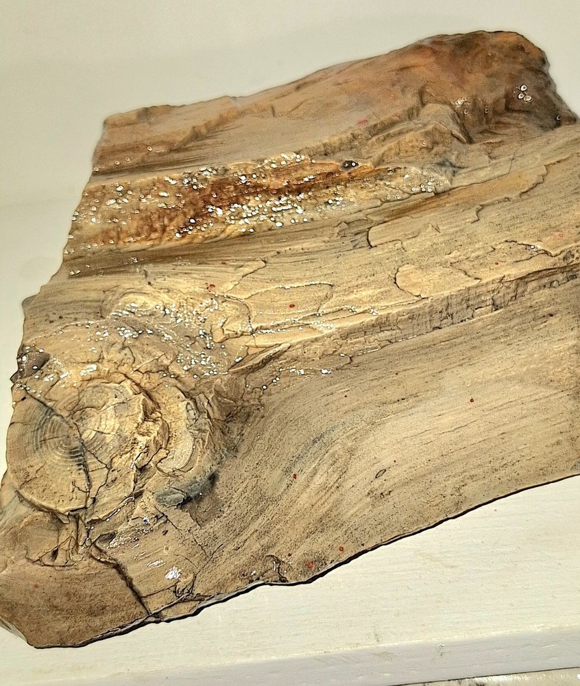 Petrified Wood
