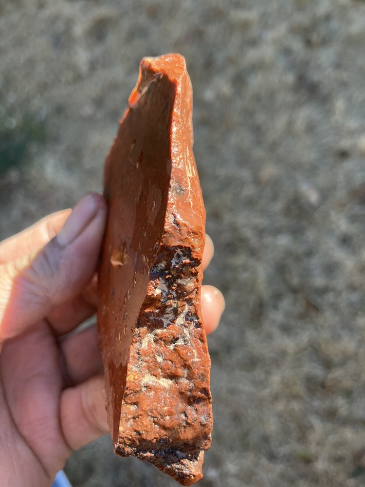 Arizona Petrified Wood
