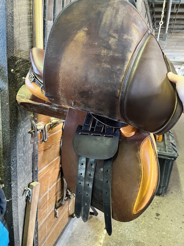 16.5 cambridge saddle medium gullet