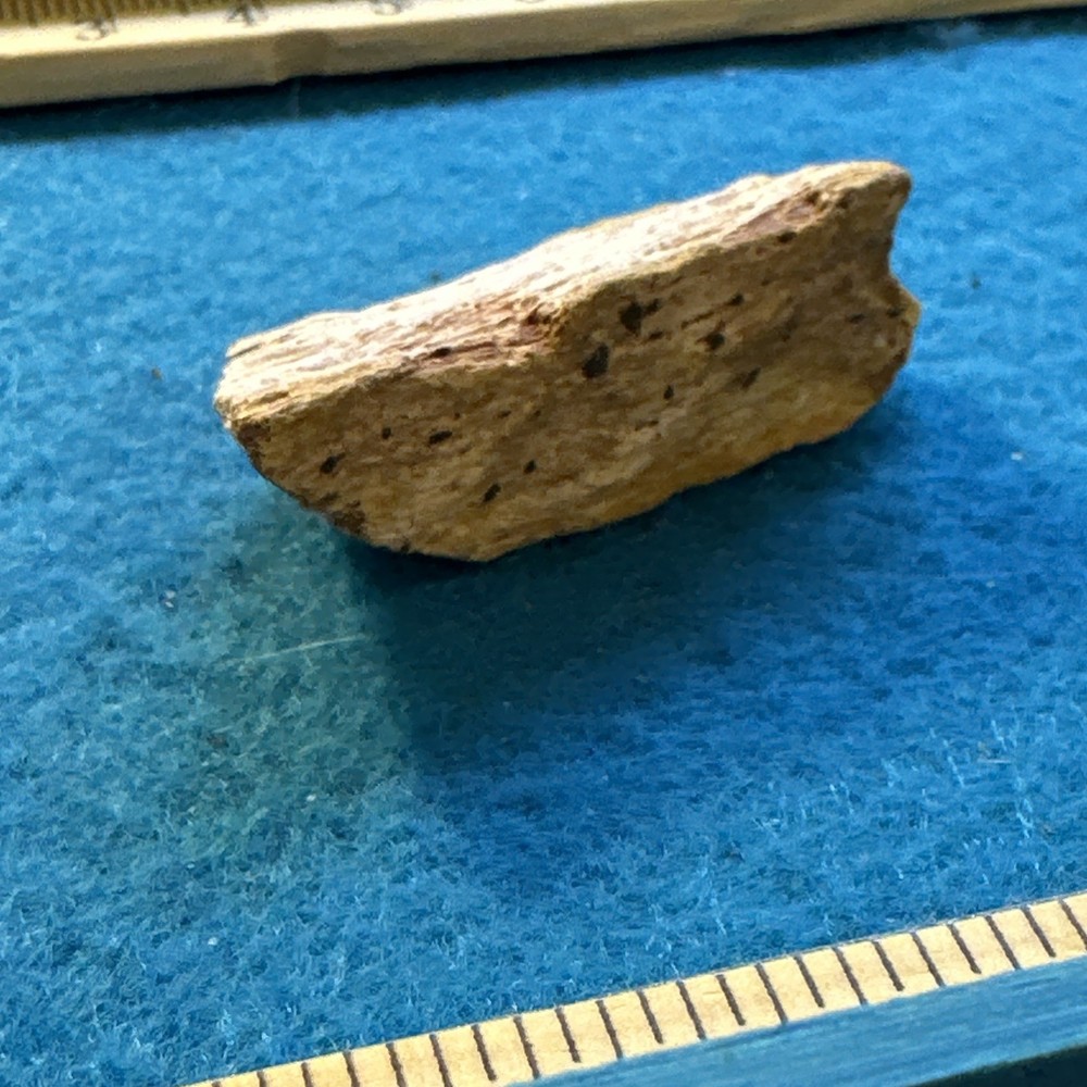 Spinosaurus Extinct Dinosaur Bone Fossil in Display Case