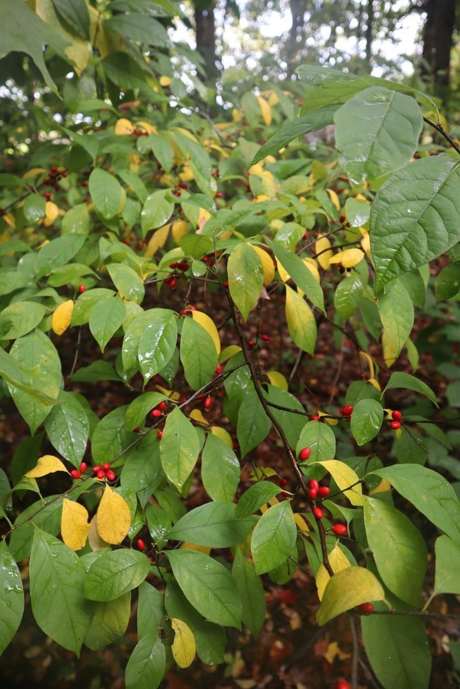 1 Northern Spice 6-12" Bush Starter Plant Bare Root