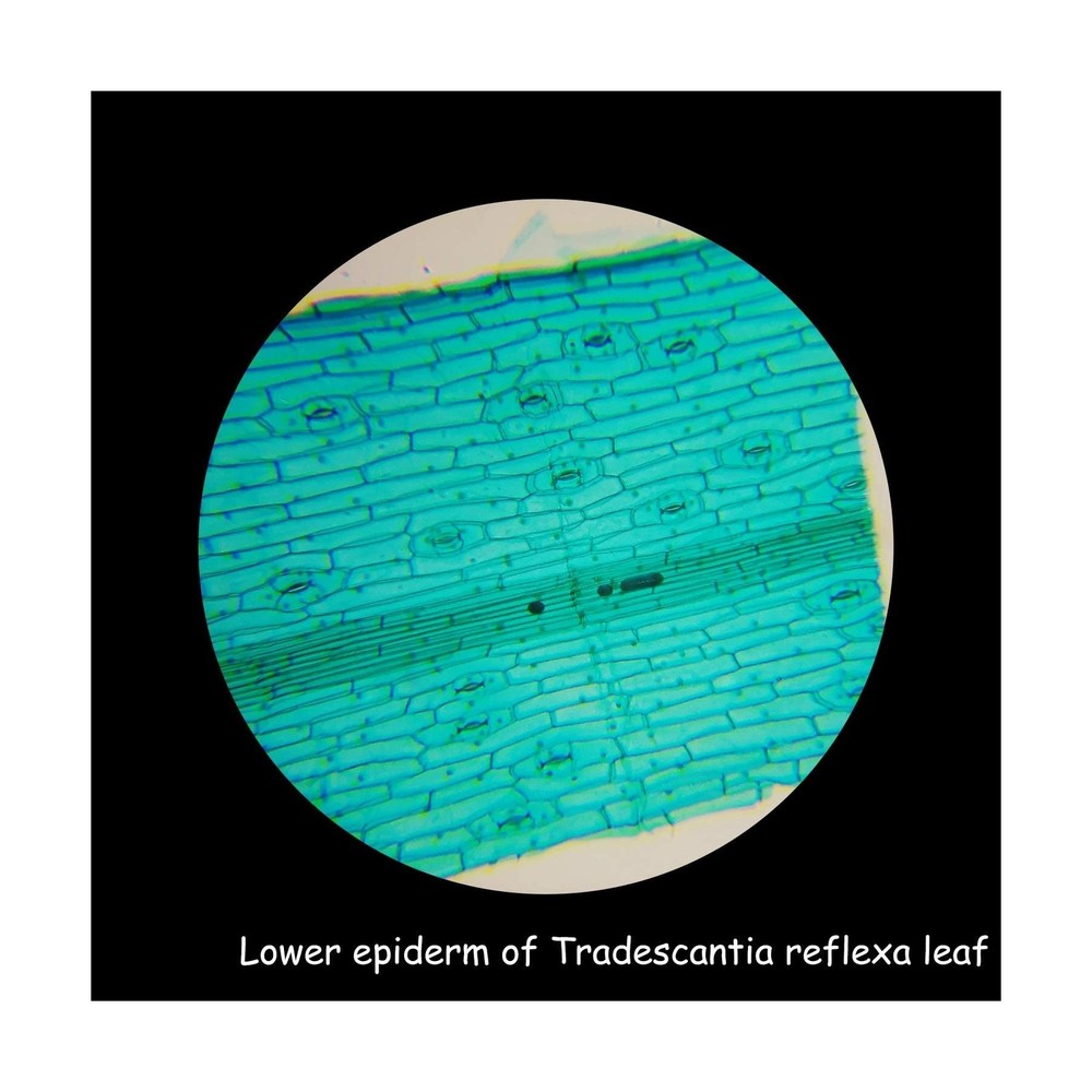 100Pcs Microscope Slides with Specimens, Prepared Microscope Slides with Inse...