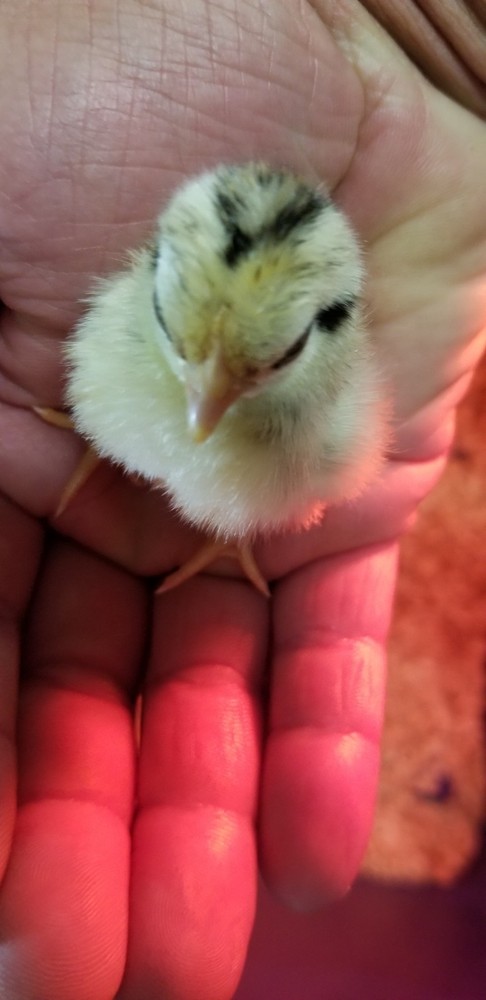 Serama Bantam Eggs. 1 Dozen + extras. Video NO RESERVE!!!