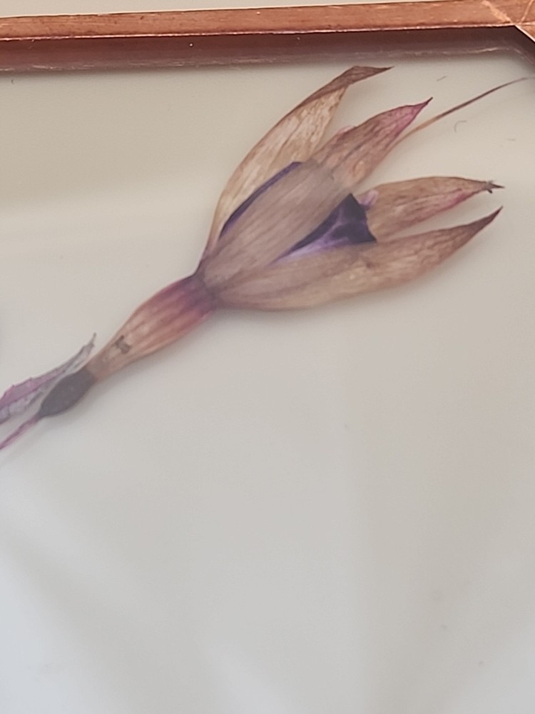 Copper Foiled Frame/Pressed & Dried Flowers Between Glass Coasters