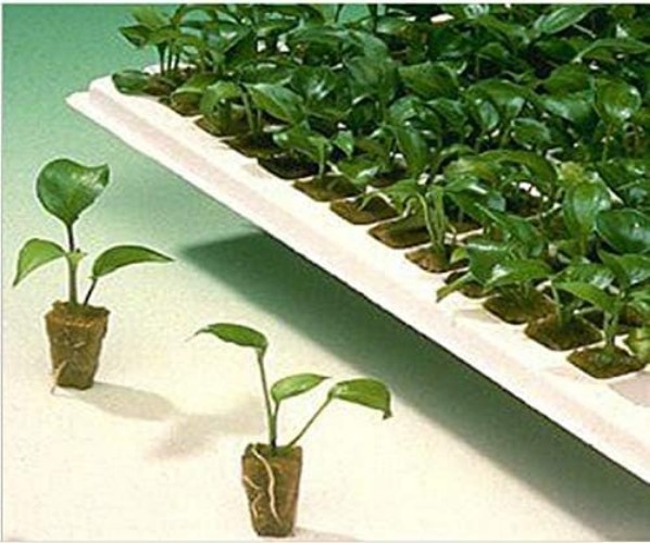 Rockwool Grow Cubes Starter Sheets for Cloning Seed Starting Hydroponic