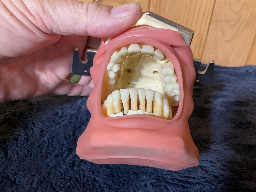 Dental Typodont Teeth Model
