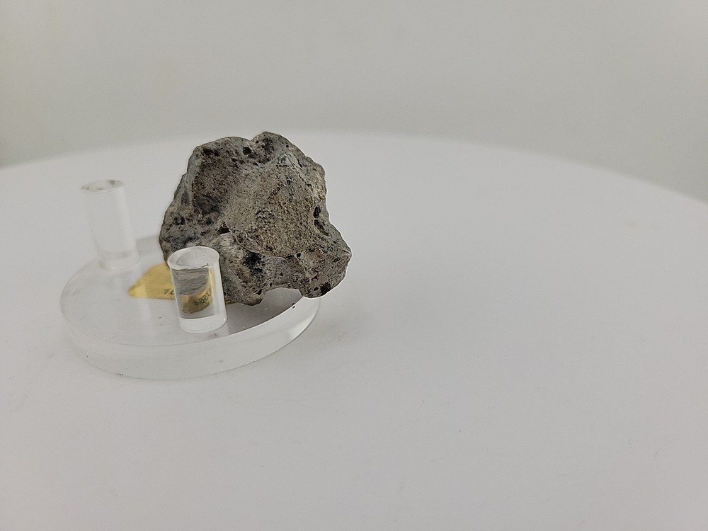 Full Dinosaur Fossil Skull Authentic