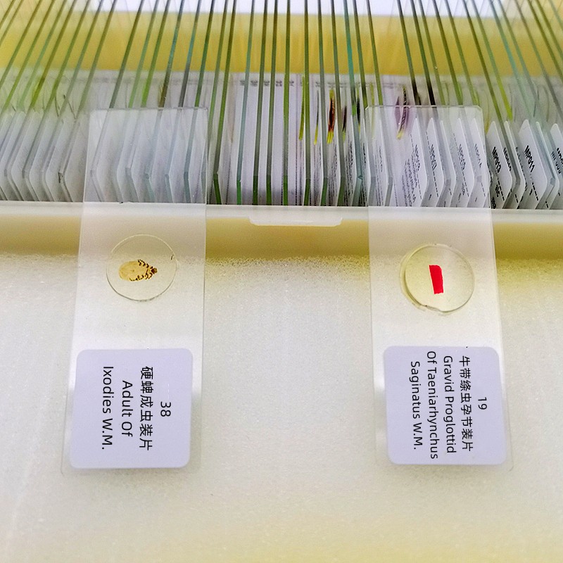 50PCS Prepared Microscope Parasitology Slides for Educational Teaching
