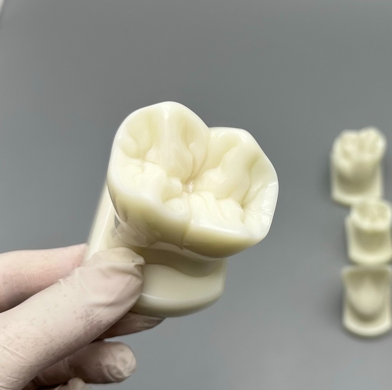 Comparison Carving Permanent Tooth Model Student Practice Study Tools