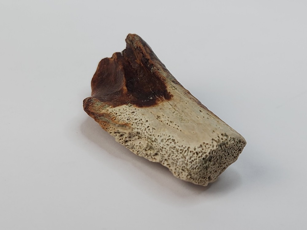 Crocodilian Surangular Jaw Skull Bone Fossil - Judith River Fm. - MT