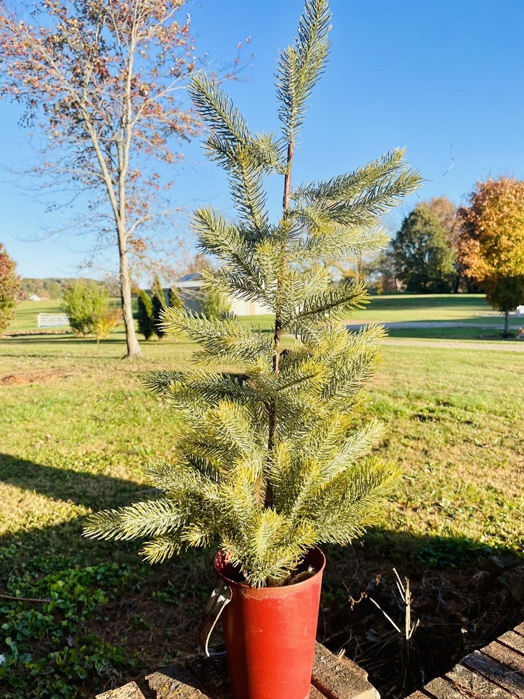 Snow Bristle Tree, Large 36 Inches