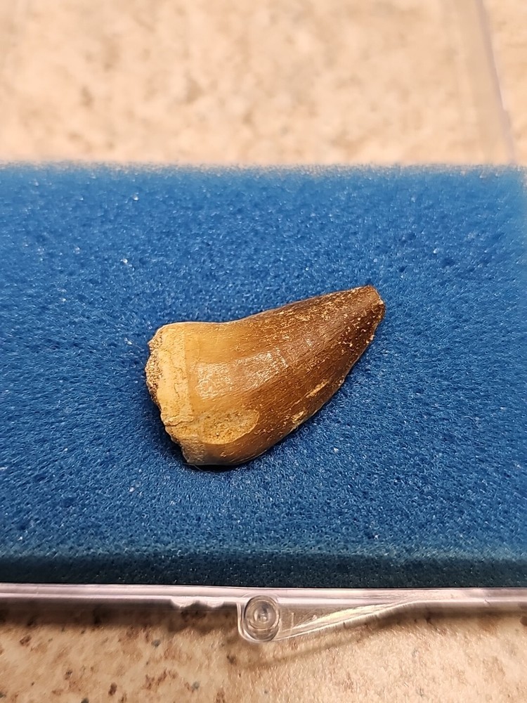 Boxed Fossil Mosasaur Tooth