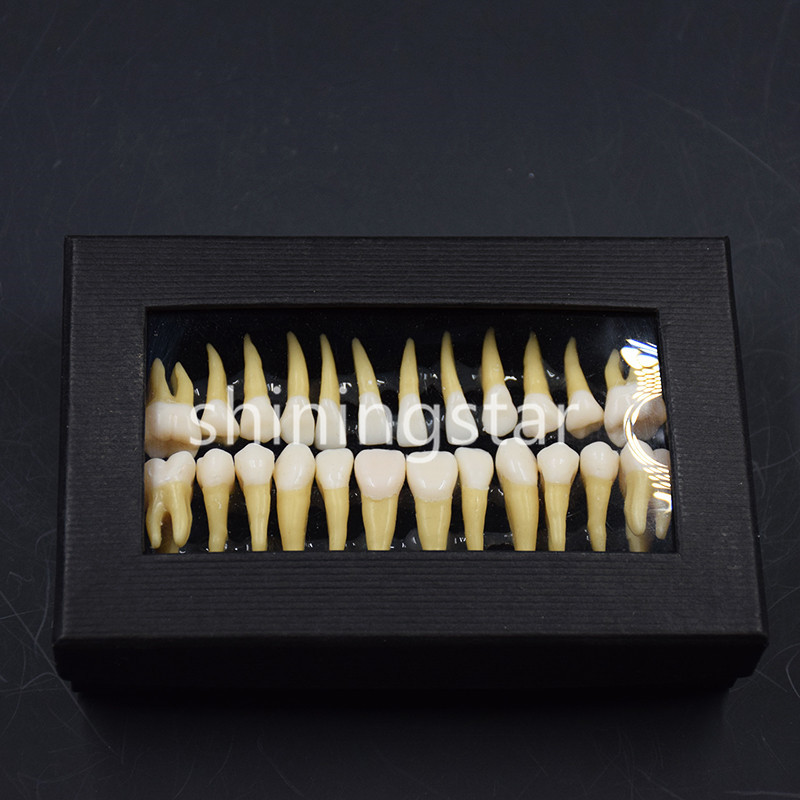 1 Set 1:1 Permanent Teeth Demonstration Teach Dental Study Model Tooth #7008 New
