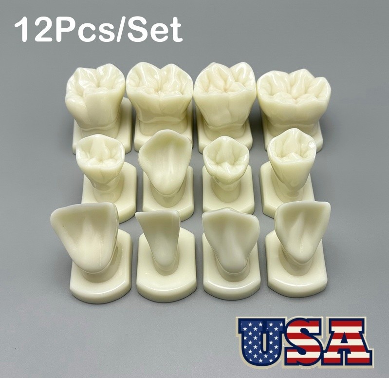 12pcs Dental Teeth Form Models For Lab Teaching Tooth Study Ortho Typodont Model