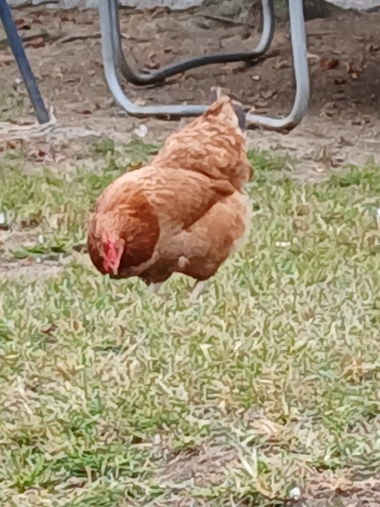 12 Heavy Egg Production Hatching Eggs