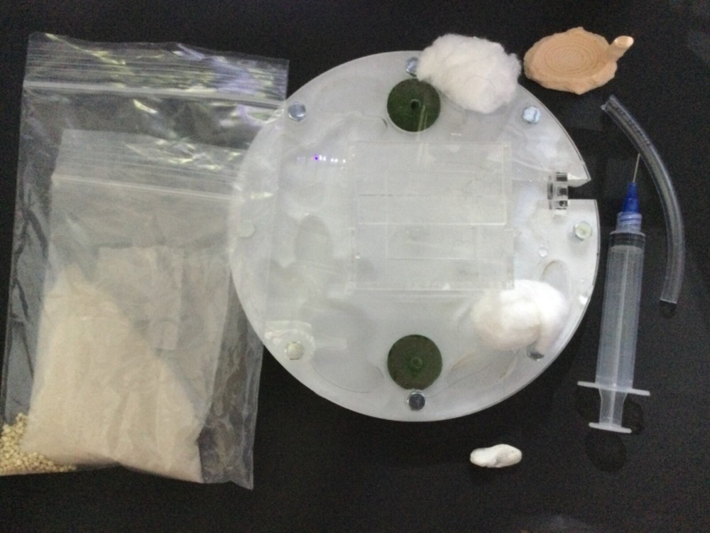 Ant formicarium Ant Colony