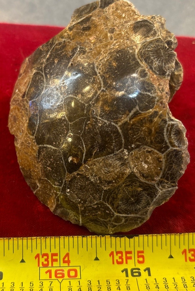 Petrified Coral End Polished