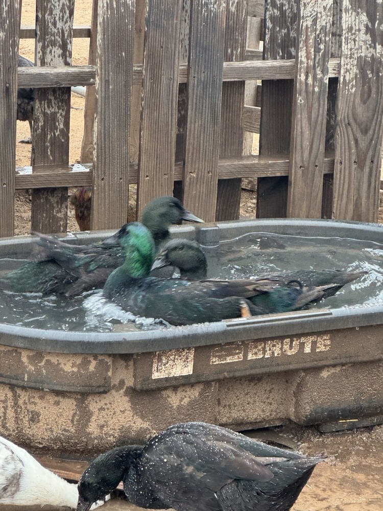 Fertile Cayuga Duck Hatching Eggs 12+ Pack