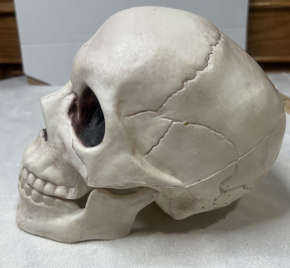 Skull With Movable Jaw By Place & Time