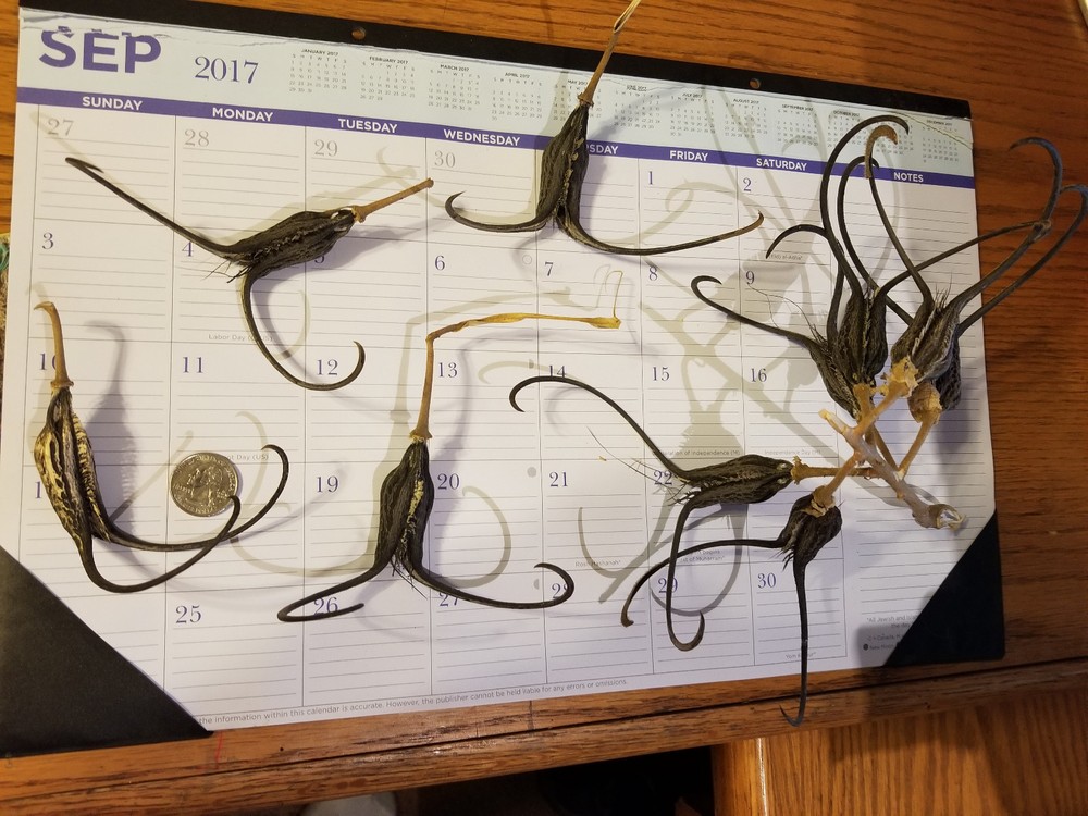 DEVIL CLAW DEVILS CLAW DEVIL'S CLAW DEVIL TALON SATANS CLAW SATANS TALON