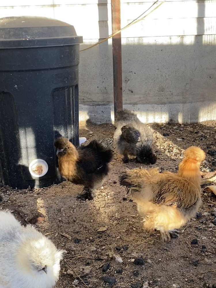 6 Purebred Bearded Silkie Hatching Eggs