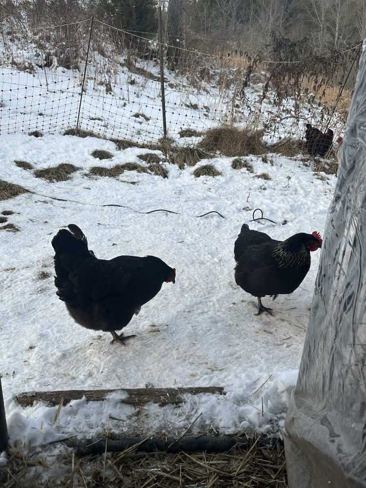 12 Assorted Hatching Eggs, EASTER EGGER, BCM, LAVENDER ORPINGTON, ETC.