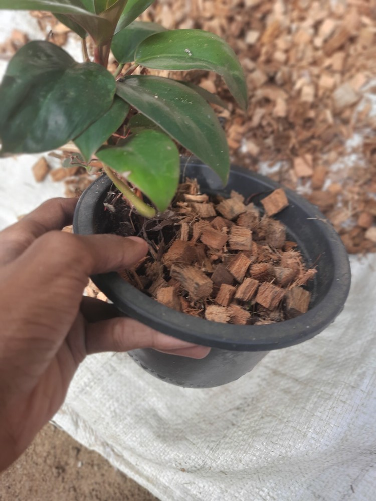 Coconut Chips for Craft Decorations Coco Husk Chips Bulk ChipsOrganic