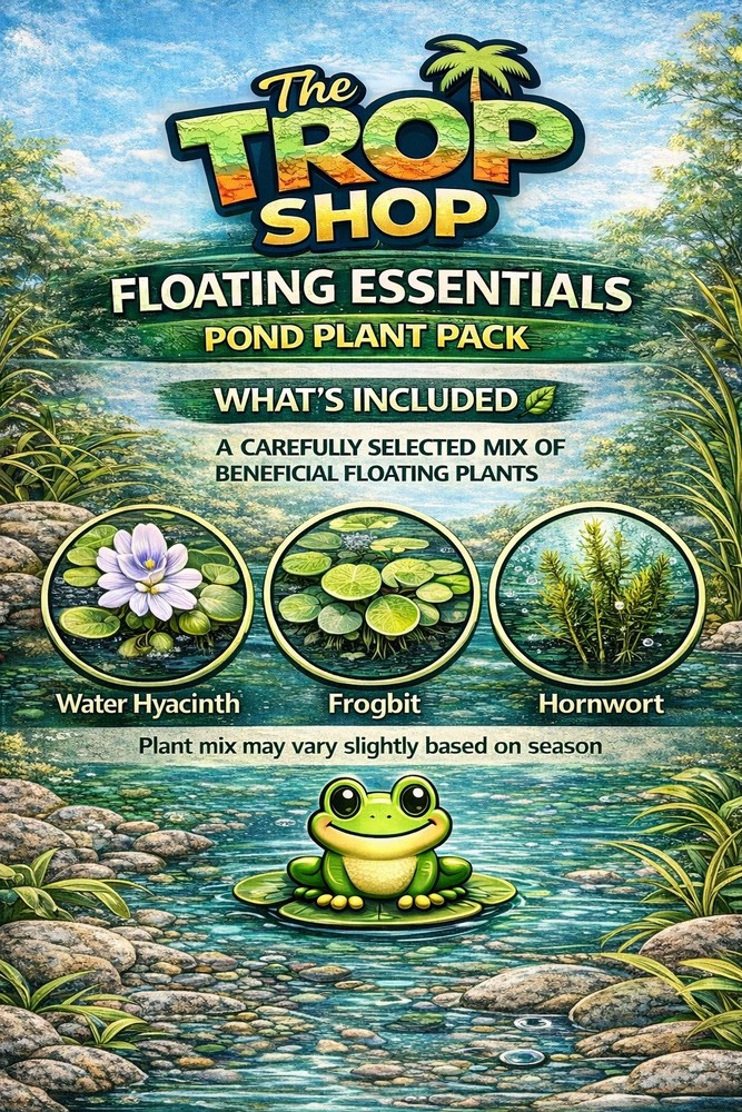 Floating Pond Plants Bundle Live Aquarium Plants Fish Safe Easy Beginner Pack