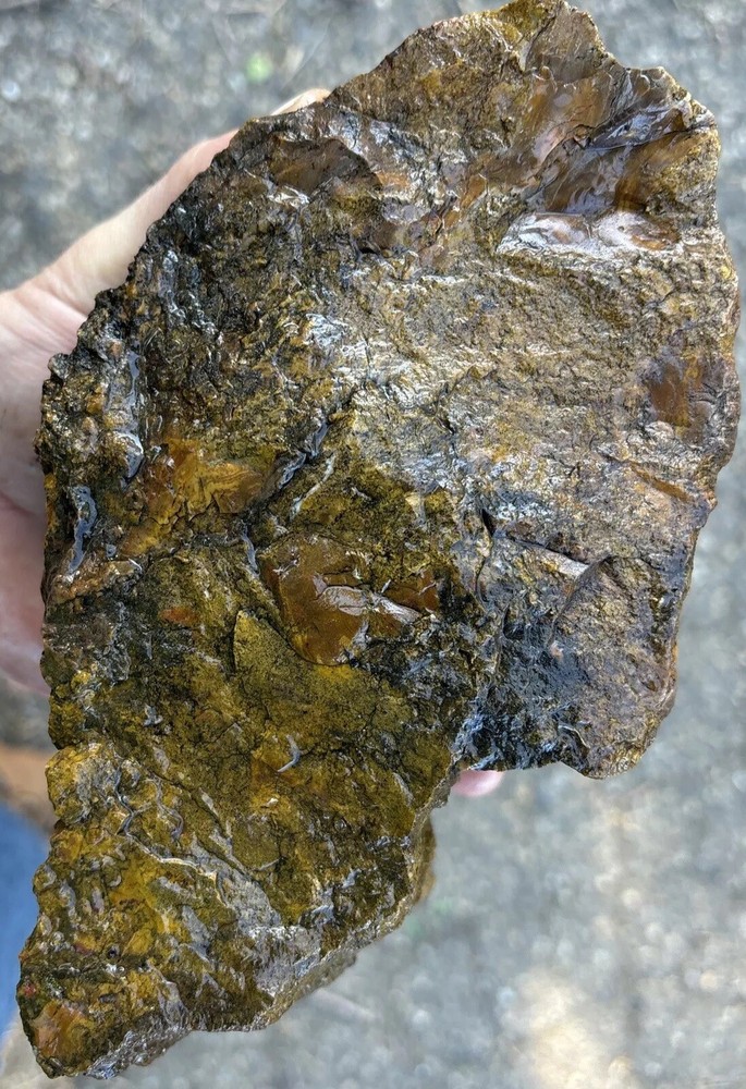 Colorful petrified wood