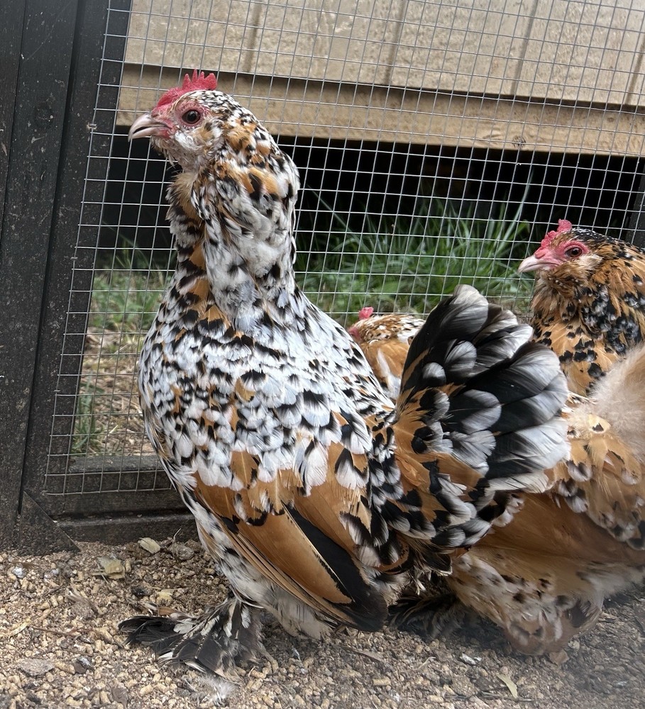 Belgian Bearded Mille Fleur D’Uccle Hatching Eggs 6 Plus 1
