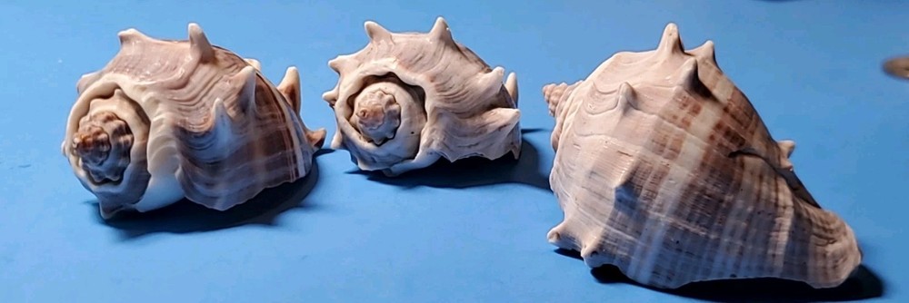 3-MELONGQUA BISPINOSA SEA SHELLS.